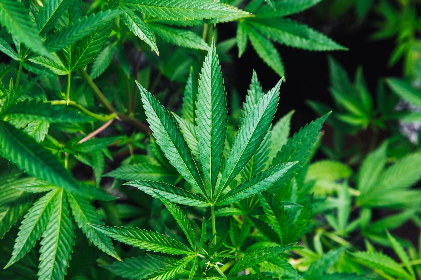 The Role of Cannabis in Modern Spiritual Practices