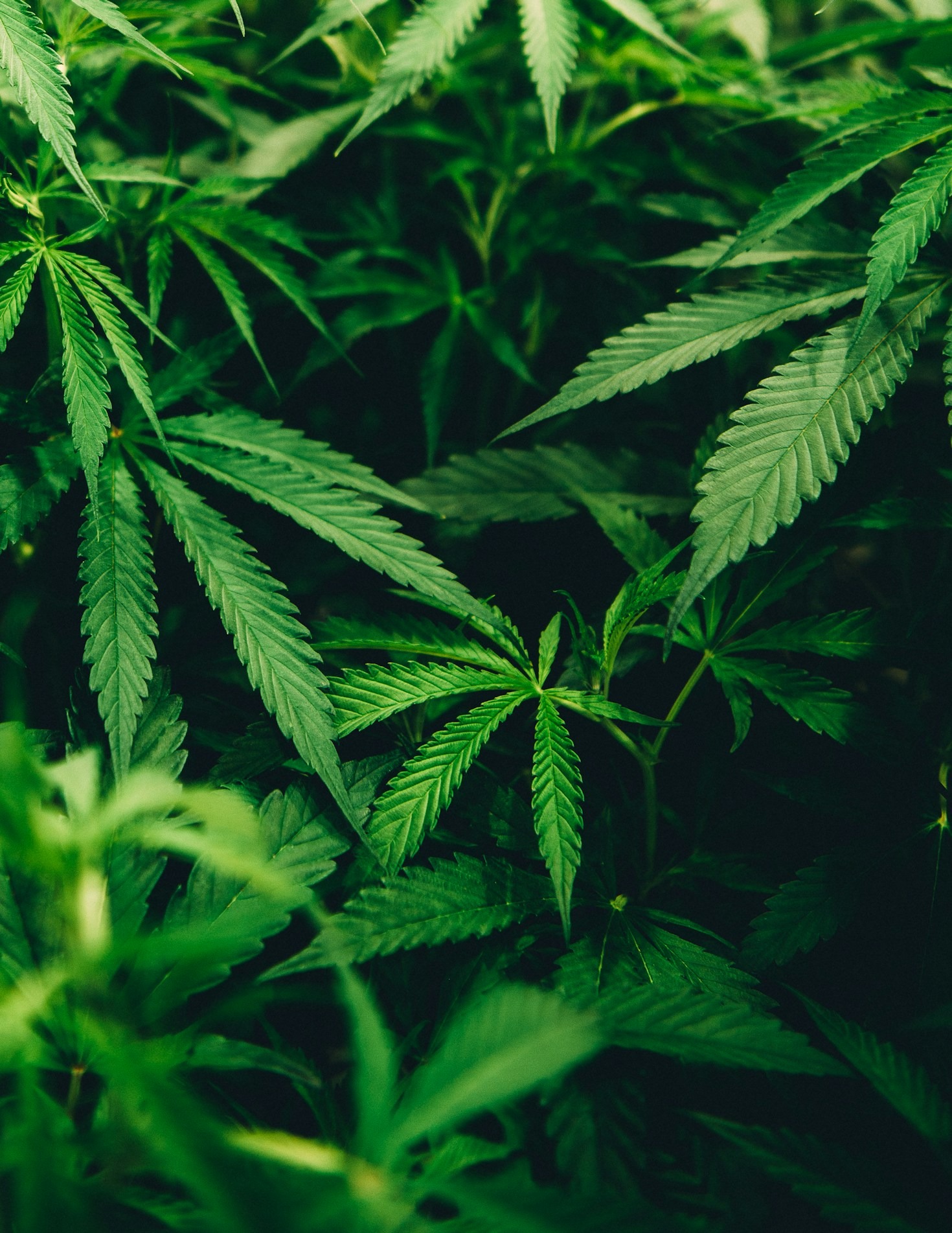 Exploring Kabbalistic Insights with Cannabis Meditation