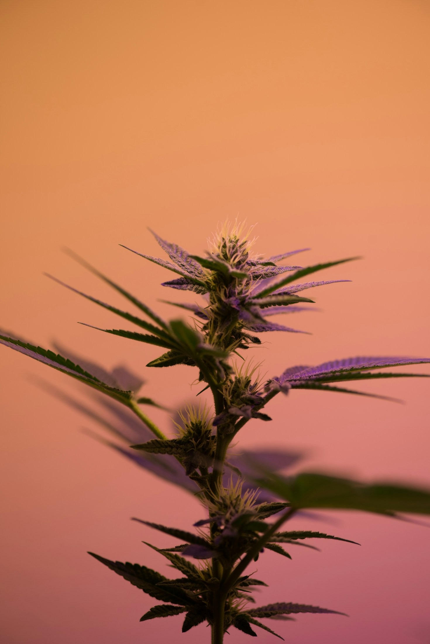 Cannabis as a Pathway to Inner Awakening
